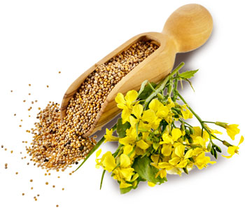 mustard-seed-oil_looking for distributors